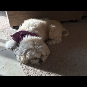 Meet your Posher, Alex